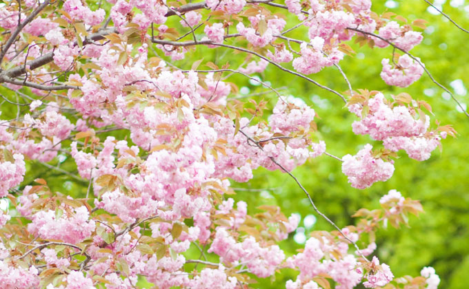 春の森 イメージ