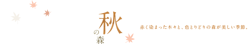 秋の森 赤く染まった木々と、色とりどりの森が美しい季節。